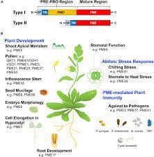 Check spelling or type a new query. Frontiers Pectin Methylesterases Cell Wall Remodeling Proteins Are Required For Plant Response To Heat Stress Plant Science