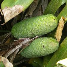 Pin On Fruits
