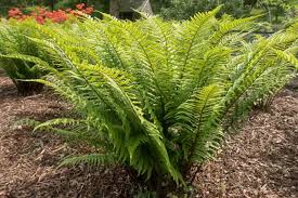 Image result for Dryopteris
