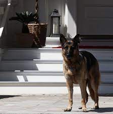 Champ and major are pet german shepherd dogs that belong to president of the united states joe biden and the first lady, jill biden. Joe Biden S Dogs Major And Champ What To Know