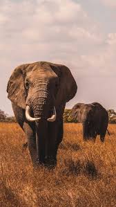 Animals Wallpaper Iphone Animal Wallpaper African Animals Elephants Photos