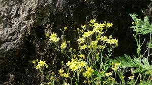 Image result for Pentanema indicum