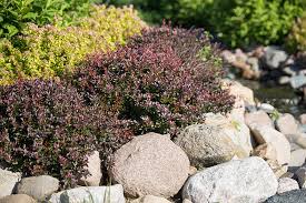 Image result for Barberry