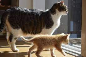 Orange tabbies love eating, and they are often obese and lazy. Hd Wallpaper Black And White Tabby Cat Beside Orange Kitten Inside Room Odd Couple Wallpaper Flare