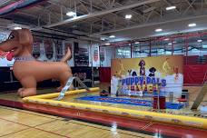 Puppy Pals Comedic Stunt Dog Show