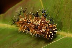 Black And Red Spiky Caterpillar California Pin On Little Gifts