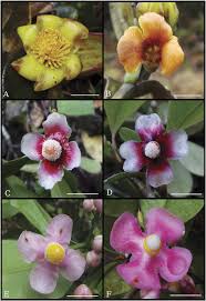 Image result for Clusiaceae