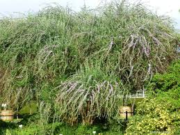 Image result for Komule střídavolisté