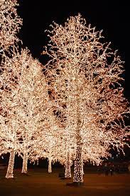 Wrapped Trees Outdoor Christmas Lights Outdoor Christmas Christmas Lights