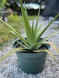 Image result for Aloe tauri