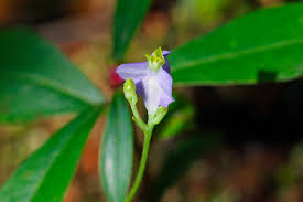 Image result for Burmannia