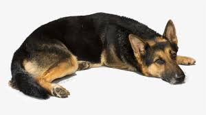 Your first german shepherd puppy. German Shepherd Png Images Free Transparent German Shepherd Download Kindpng