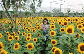 Mulai dari bunga gerbera, bunga matahari, bunga krisan, bunga anggrek dan masih banyak lainnya. Harga Tiket Sky Garden Paris Van Java Pvj Kebun Bunga Matahari Epik Instagramable Di Bandung Penginapan Net 2021