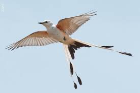 Birds Native To Oklahoma Scissor Tailed Flycatcher Oklahoma Department Of Wildlife Conservation Flycatcher Attract Wild Birds Bird Species