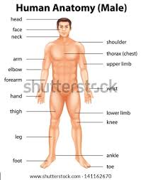 Filtration center of body, removes waste from blood and is part of renal pathway three parts: Human Body Parts Examples