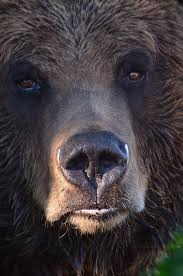 Grizzly Bear Grouse Mountain North Vancouver British Columbia Canada Bears Hayvan Fotografciligi Hayvanlar Hayvan