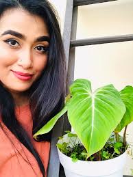 Philodendron birkin plant features