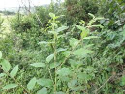 Image result for Cryptocarya woodii