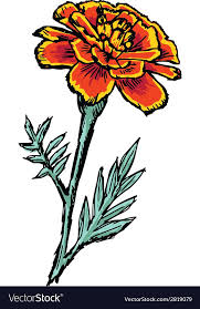 Marigold Vector Image On Vectorstock Marigold Tattoo How To Draw Hands Flower Art