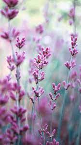 Best lavender fields provence wallpaper for iphone 5c. 17 Lavender Iphone Wallpapers Wallpaperboat