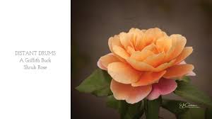Image result for Autumn Rose 1958 Kelvinator