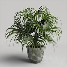 Bipinnatifidum, used to be p. 17 Types Of Indoor Palm Plants Best Palm Varieties