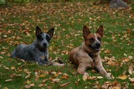 Black And White Cattle Dog Long Hair Australian Cattle Dog Originated In Queensland Australia A Medium Sized Short Coated Dog That Occurs In Two Main Cattle Dog Australian Cattle Dog Red Heeler