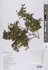 Image result for Tessmannia anomala