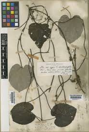 Image result for Cissampelos