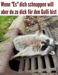 Pin Von Malon Herbst Auf Waschbaren Lustige Bildunterschriften Tier Memes Witze Lustig