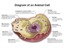 We would like to show you a description here but the site won't allow us. Chapter Four Cell Structure And Function Lesson 4