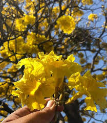 Dedaunan hijau gelapnya melengkapi warna biru dengan halus. Begini Cara Menanam Merawat Tabebuya Atau Tabebuia Sp