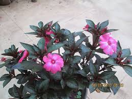 All impatiens really need is a good dose of liquid fertilizer in early spring and again at the end of autumn. What Happened To My New Guinea Impatiens Hometalk