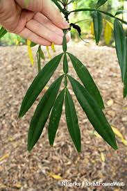 Image result for Lepisanthes