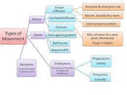 Transport Across The Cell Membrane Concept Map Google Search Cell Membrane Kids Worksheets Printables Cellular