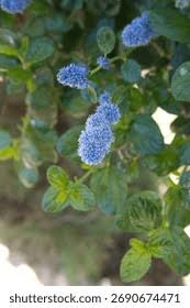 Image result for Rhamnaceae