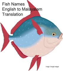Wherein an entity can simply be happy with being who he or she is, the opportunities for interchange between sexes is greatly magnified. Ola Senorita Meaning In Malayalam Hobbiesxstyle
