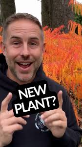 We're blessed with some seriously gorgeous staghorn sumacs here at the farm  — their branches look like fuzzy little antlers popping out of the ground,  and compliment the cottonwood trees in the