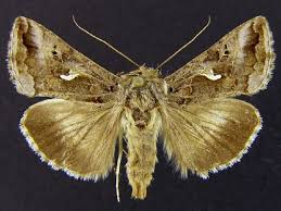 Image result for Autographa gamma