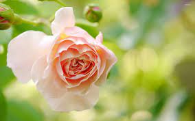 Check spelling or type a new query. Light Orange Rose Wallpaper Flower Wallpapers 52952