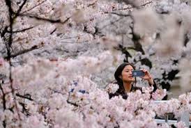 The great thing about spring is that there are so many limited. The Art And Science Of Japan S Cherry Blossom Forecast
