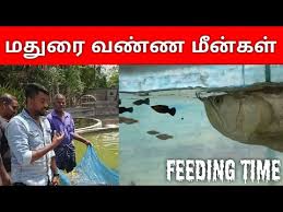 Feeding Aquarium Monsters Madurai Ornamental Fish Farm Youtube