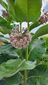 Image result for Asclepias aurea