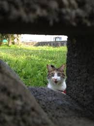 t kedi esprileri kedi cok sirin hayvanlar