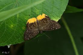 Image result for Trichoneura