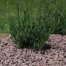 Galet portail coulissant castorama simonwebureautique. Gravillons De Shiste Violet 6 14 25 Kg Dalle Jardin Castorama Decoration Jardin
