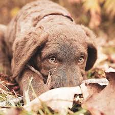 Check spelling or type a new query. Chesapeake Bay Retriever Dog Breed Information