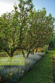 Image result for underplanting fruit trees with wildflowers. Apple Trees Underpla Stock Photo By Mark Bolton Image 1300638