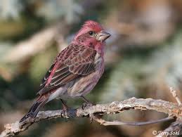 Purple Finch Google Search Finch Beautiful Creatures Nature Illustration