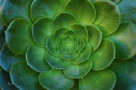 Within this group we have both cacti. Green Water Lotus Plant Flower Succulent Plant Nature Cactus Floral Piqsels